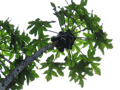 Vasconcellea pubescens