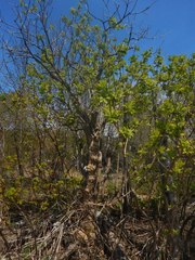 Sambucus kamtschatica