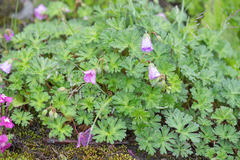 Morten Ross, CC BY, iNaturalist via GBIF Geranium donianum, photograph Morten Ross, CC BY, iNaturalist via GBIF