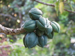 Vasconcellea pubescens