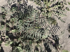 Astragalus insularis harwoodii