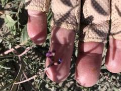 Astragalus insularis harwoodii