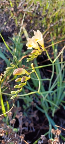 Image of Freesia refracta by (c) Danie Palm, some rights reserved (CC BY)