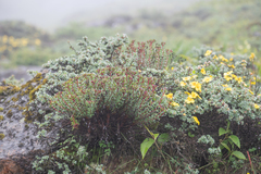 Rhodiola himalensis, photograph (c) Morten Ross, some rights reserved (CC BY)