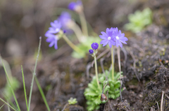Primula primulina, photograph Morten Ross, CC BY, iNaturalist via GBIF