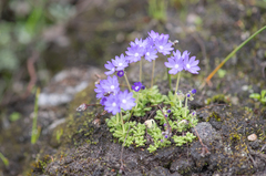 Primula primulina, photograph Morten Ross, CC BY, iNaturalist via GBIF
