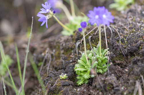 Primula primulina, photograph 3