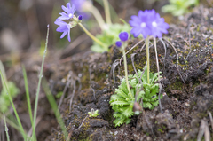 Primula primulina, photograph Morten Ross, CC BY, iNaturalist via GBIF