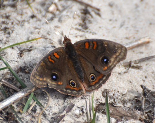 Junonia stemosa Grishin, 2020