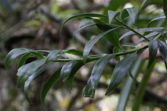 Podocarpus oleifolius