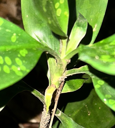 Image of Dracaena cantleyi by (c) scallions, some rights reserved (CC BY)