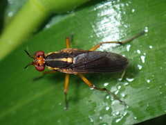Thecomyia