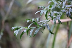Podocarpus oleifolius