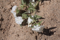 Euploca convolvulacea