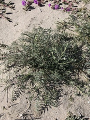 Astragalus insularis harwoodii