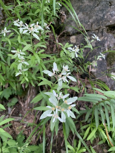 Image of Leontopodium japonicum by (c) 岸本年郎, some rights reserved (CC BY)