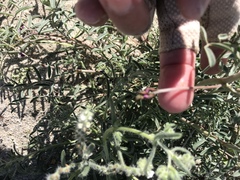 Astragalus insularis harwoodii