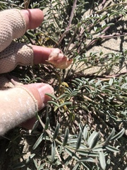 Astragalus insularis harwoodii