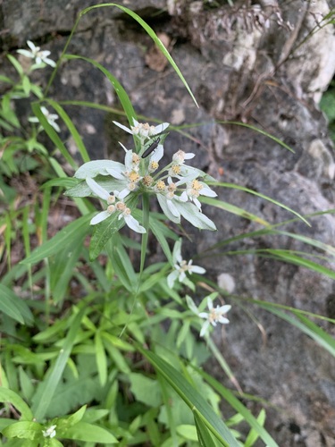 Image of Leontopodium japonicum by (c) 岸本年郎, some rights reserved (CC BY)