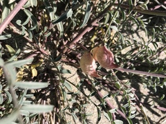 Astragalus insularis harwoodii