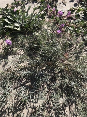 Astragalus insularis harwoodii