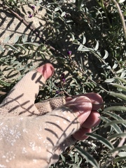 Astragalus insularis harwoodii