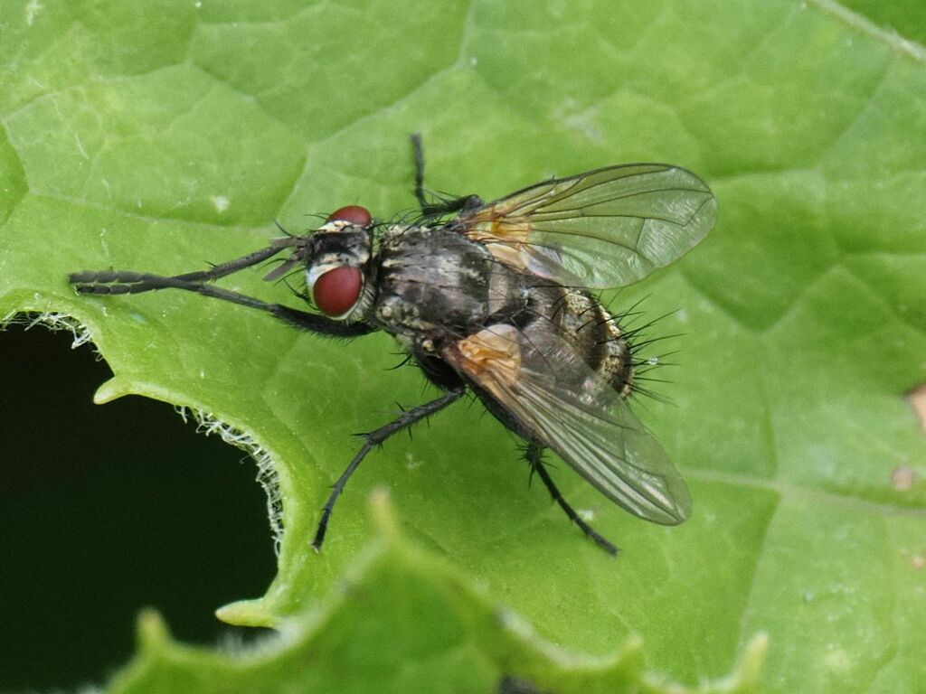 Admontia maculisquama