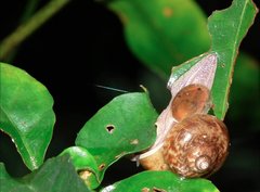 Cyclophorus punctatus