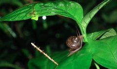 Cyclophorus punctatus