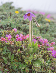 Meconopsis simplicifolia, photograph (c) Morten Ross, some rights reserved (CC BY)