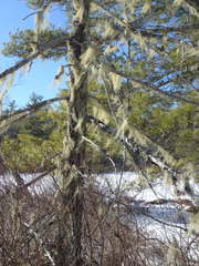 Usnea trichodea
