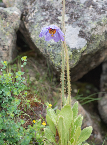 Meconopsis simplicifolia, photograph 5