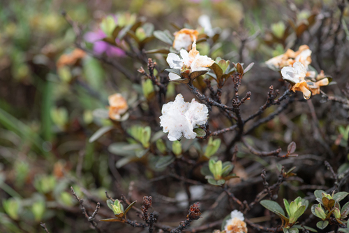 Rhododendron anthopogon, photograph 4