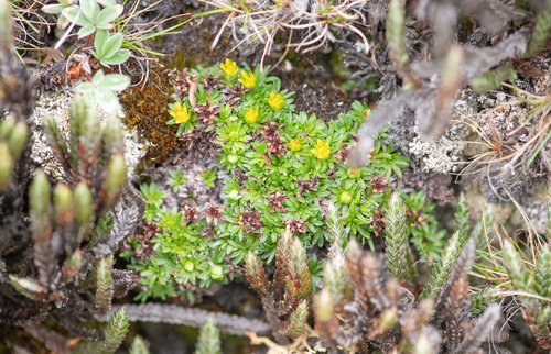 Pearlwort Saxifrage (Saxifraga saginoides)