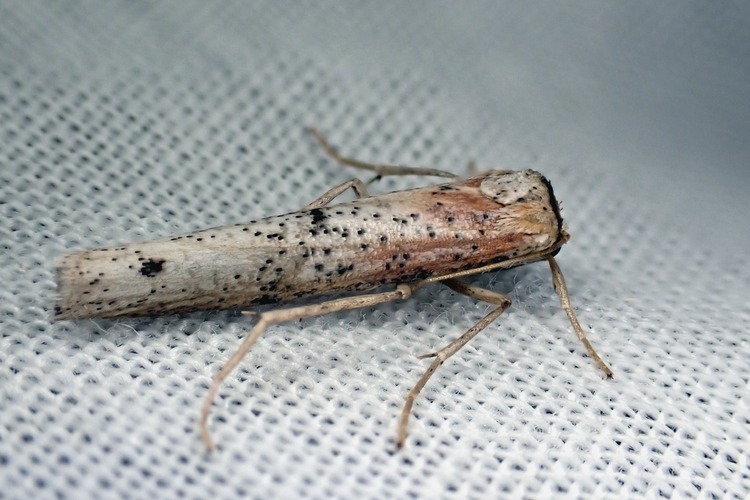 Eilema purpureotincta