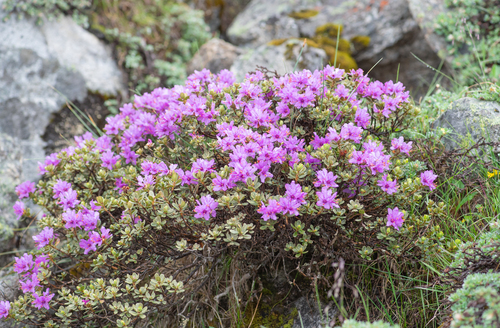 Rhododendron setosum, photograph 6