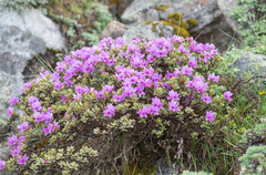 Rhododendron setosum, photograph (c) Morten Ross, some rights reserved (CC BY)