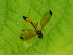 Salpingogaster