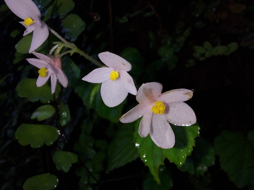 Image of Begonia crenata by (c) Ramesh Shenai Jr., some rights reserved (CC BY)