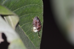 Antiteuchus tripterus