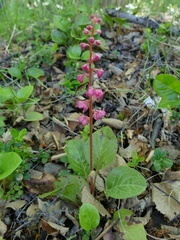 Pyrola asarifolia incarnata