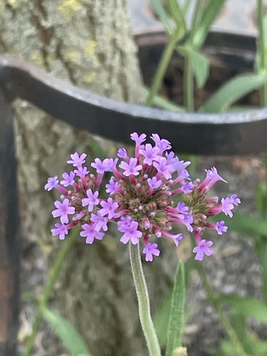 železník argentínsky (Verbena bonariensis)