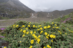 Dasiphora arbuscula, photograph Morten Ross, CC BY, iNaturalist via GBIF