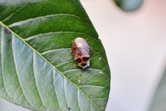 Antiteuchus tripterus