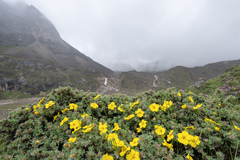 Dasiphora arbuscula, photograph Morten Ross, CC BY, iNaturalist via GBIF