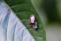 Antiteuchus tripterus