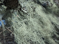 Usnea trichodea