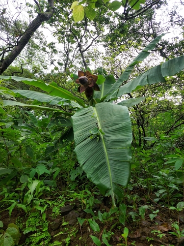 Ensete superbum (Ensete superbum)