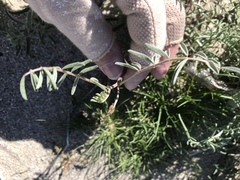 Astragalus insularis harwoodii