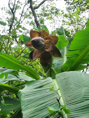 Image of Ensete superbum by (c) Ramesh Shenai Jr., some rights reserved (CC BY)
